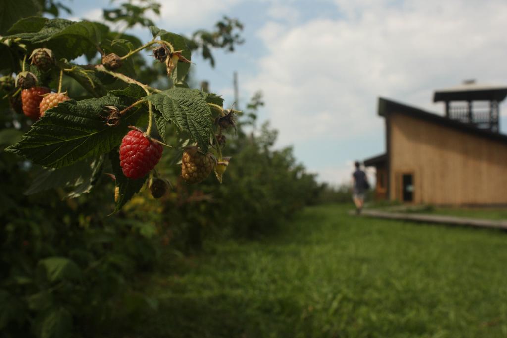 Agriturismo Il Frutto Permesso Bibiana Exterior photo
